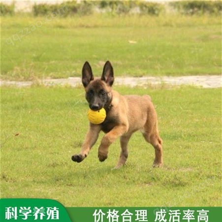 散养宠物护卫成年马犬 自然立耳 养殖出售 平衡能力强