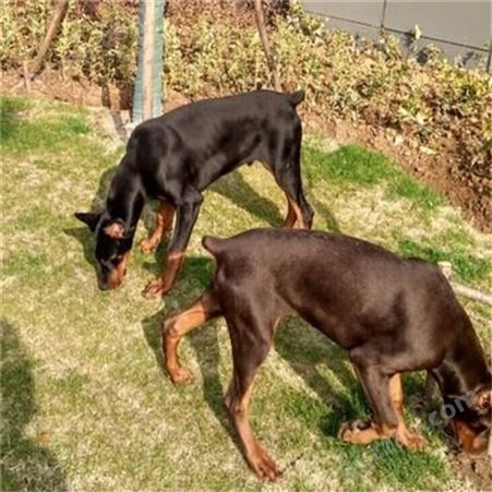 养殖大型护卫犬 双血统杜宾犬 灵活性高 步伐轻盈