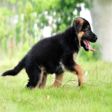 德国黑背牧羊犬 成年德牧犬 养殖出售 体格健壮灵活度高