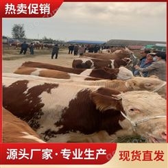 西门塔尔夏洛莱利木赞肉牛市场厂家 耐粗饲养殖简单 屠宰率高50