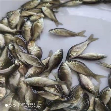 淡水鱼苗-品质保障-专业厂家生产