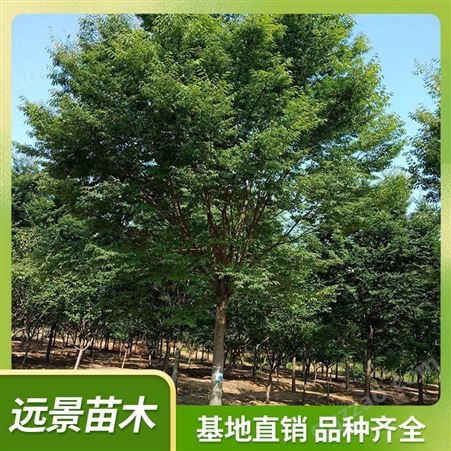 红榉树 榉树价 格 大型基地长期供应 树行优美 规格多