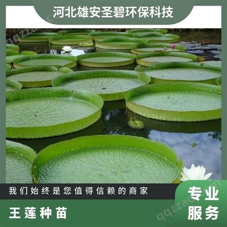 基地出售水生植物王莲 公园河道湿地水体景观绿化