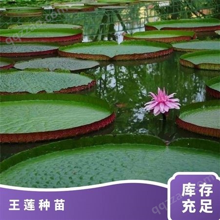 基地出售水生植物王莲 公园河道湿地水体景观绿化